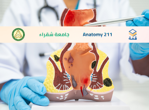 📘 Anatomy 211