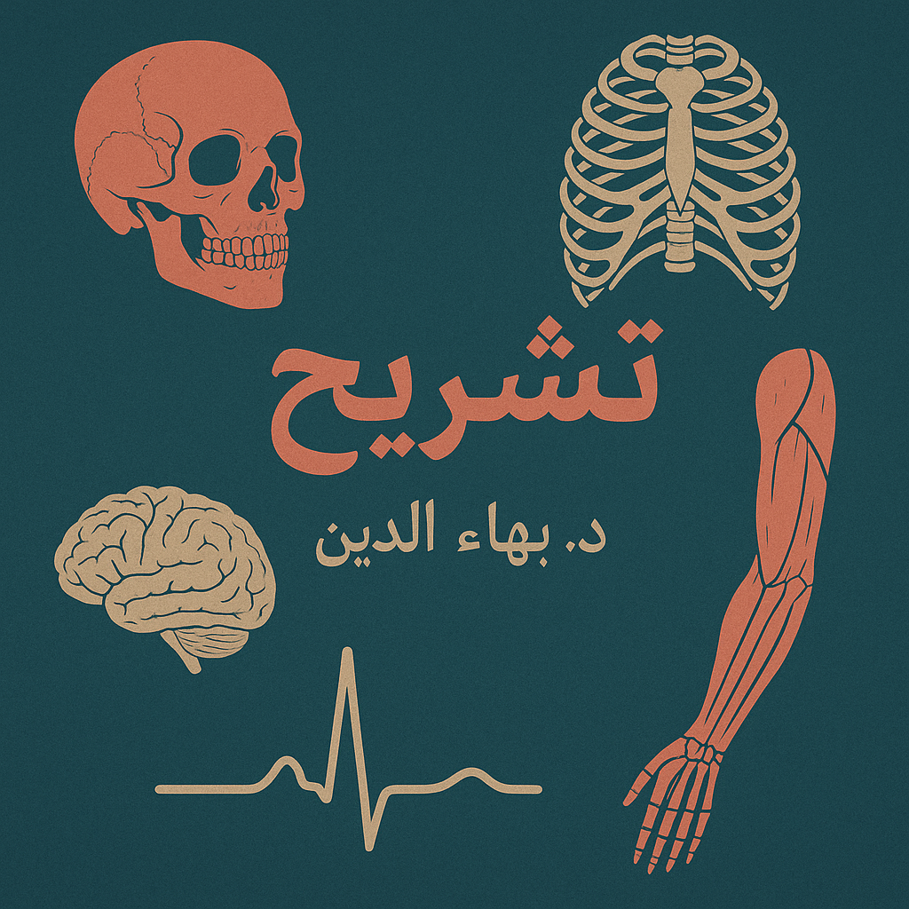 أناتومي - تشريح